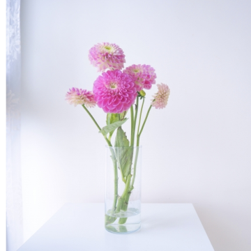 ダリアの花