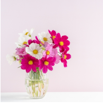 コスモスの花